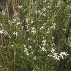 Olearia microphylla at Downer, ACT - 9 Sep 2021