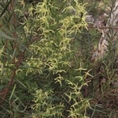 Clematis leptophylla (Small-leaf Clematis, Old Man's Beard) at Downer, ACT - 9 Sep 2021 by pinnaCLE