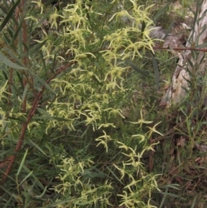 Clematis leptophylla at Downer, ACT - 9 Sep 2021