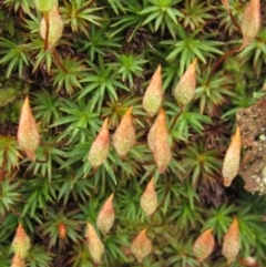Polytrichaceae sp. (family) (A moss) at Downer, ACT - 9 Sep 2021 by pinnaCLE