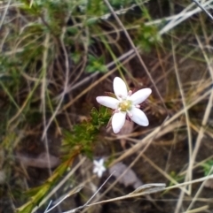 Rhytidosporum procumbens (White Marianth) at Corang, NSW - 13 Sep 2021 by LeonieWood