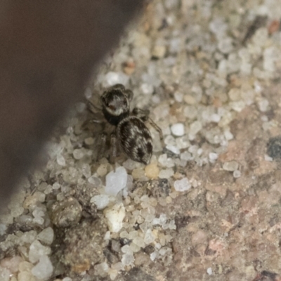 Maratus griseus (Jumping spider) at Higgins, ACT - 12 Sep 2021 by AlisonMilton