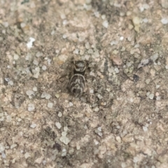 Maratus griseus at Higgins, ACT - 12 Sep 2021 02:49 PM