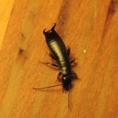 Anisolabididae (family) (Unidentified wingless earwig) at Conder, ACT - 23 Aug 2021 by michaelb