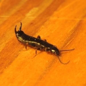 Anisolabididae (family) at Conder, ACT - 23 Aug 2021