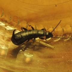 Anisolabididae (family) at Conder, ACT - 23 Aug 2021