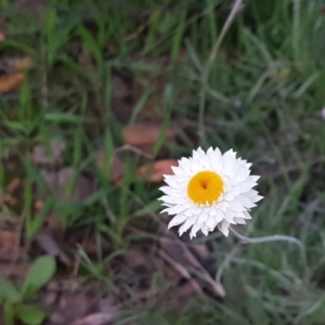 Leucochrysum albicans subsp. tricolor at Karabar, NSW - 11 Sep 2021 05:41 PM