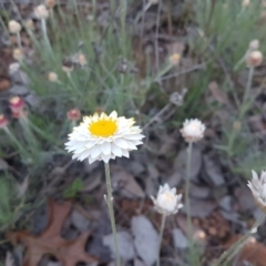 Leucochrysum albicans subsp. tricolor at Karabar, NSW - 11 Sep 2021 05:41 PM