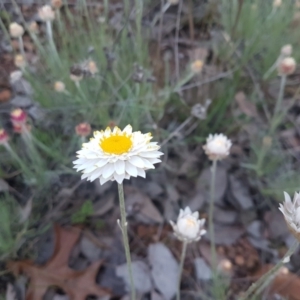 Leucochrysum albicans subsp. tricolor at Karabar, NSW - 11 Sep 2021 05:41 PM