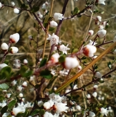 Cryptandra amara (Bitter Cryptandra) at Corang, NSW - 13 Sep 2021 by LeonieWood