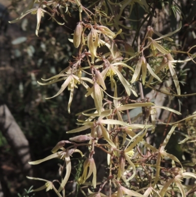 Clematis leptophylla (Small-leaf Clematis, Old Man's Beard) at Tennent, ACT - 1 Sep 2021 by michaelb