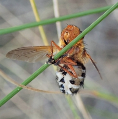 Microtropesa sp. (genus) (Tachinid fly) at Cook, ACT - 8 Sep 2021 by CathB