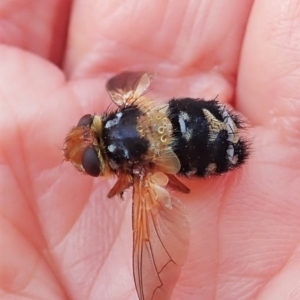 Microtropesa sp. (genus) at Cook, ACT - 8 Sep 2021