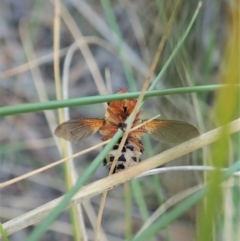 Microtropesa sp. (genus) at Cook, ACT - 8 Sep 2021