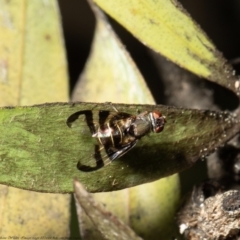 Rivellia sp. (genus) (Signal fly) at Macgregor, ACT - 13 Sep 2021 by Roger