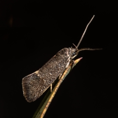 Leistomorpha brontoscopa (A concealer moth) at Macgregor, ACT - 13 Sep 2021 by Roger