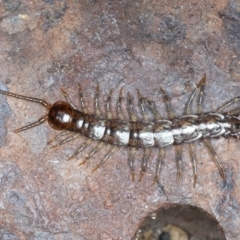 Lithobiomorpha (order) (Unidentified stone centipede) at Mount Ainslie - 7 Sep 2021 by jb2602