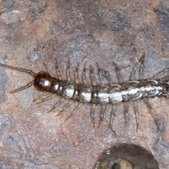 Lithobiomorpha (order) (Unidentified stone centipede) at Majura, ACT - 7 Sep 2021 by jbromilow50