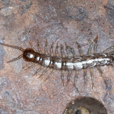 Lithobiomorpha (order) (Unidentified stone centipede) at Majura, ACT - 7 Sep 2021 by jbromilow50