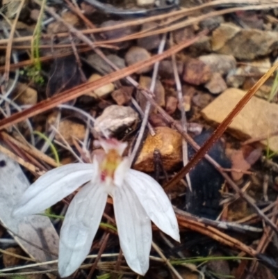 Caladenia fuscata (Dusky Fingers) at Corang, NSW - 13 Sep 2021 by LeonieWood