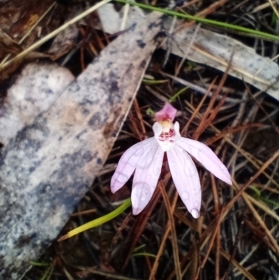 Caladenia fuscata (Dusky Fingers) at Corang, NSW - 13 Sep 2021 by LeonieWood