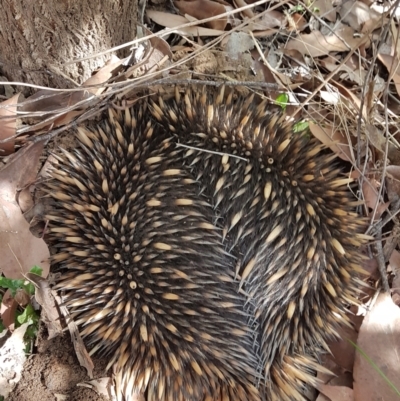 Tachyglossus aculeatus (Short-beaked Echidna) at Penrose, NSW - 13 Sep 2021 by Aussiegall