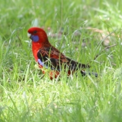 Platycercus elegans (Crimson Rosella) at West Wodonga, VIC - 13 Sep 2021 by Kyliegw