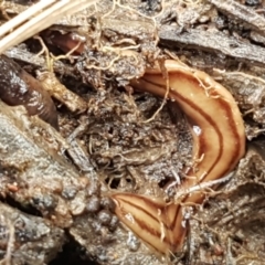 Anzoplana trilineata (A Flatworm) at Downer, ACT - 12 Sep 2021 by trevorpreston