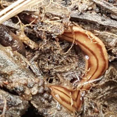Anzoplana trilineata (A Flatworm) at Downer, ACT - 12 Sep 2021 by trevorpreston