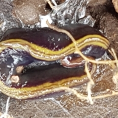 Caenoplana bicolor (Two-tone Planarian) at Holt, ACT - 13 Sep 2021 by tpreston