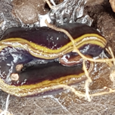 Caenoplana bicolor (Two-tone Planarian) at Woodstock Nature Reserve - 13 Sep 2021 by tpreston