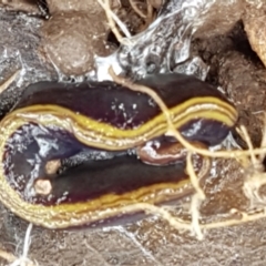 Caenoplana bicolor at Holt, ACT - 13 Sep 2021 12:20 PM