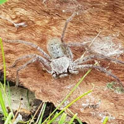 Isopeda (genus) (Huntsman Spider) at Holt, ACT - 13 Sep 2021 by trevorpreston