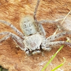 Isopeda sp. (genus) at Holt, ACT - 13 Sep 2021