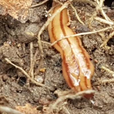Anzoplana trilineata (A Flatworm) at Woodstock Nature Reserve - 13 Sep 2021 by tpreston