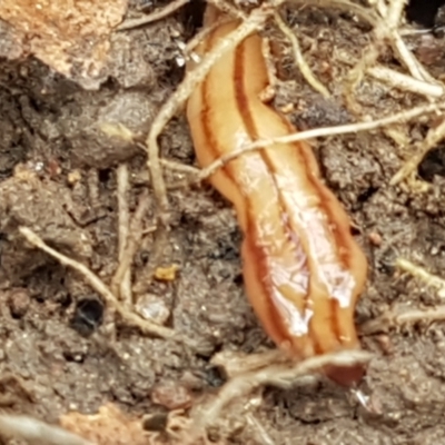 Anzoplana trilineata (A Flatworm) at Holt, ACT - 13 Sep 2021 by trevorpreston