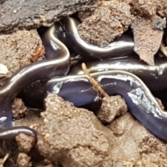 Caenoplana coerulea (Blue Planarian, Blue Garden Flatworm) at Holt, ACT - 13 Sep 2021 by trevorpreston