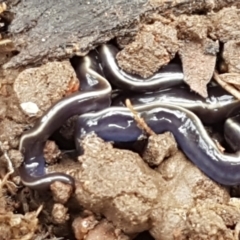 Caenoplana coerulea at Holt, ACT - 13 Sep 2021