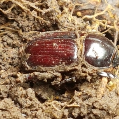 Semanopterus subcostatus (Scarab beetle) at Holt, ACT - 13 Sep 2021 by trevorpreston
