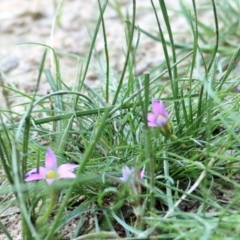 Romulea rosea var. australis (Onion Grass) at West Wodonga, VIC - 13 Sep 2021 by Kyliegw