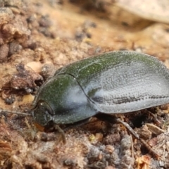 Pterohelaeus striatopunctatus (Darkling beetle) at Woodstock Nature Reserve - 13 Sep 2021 by trevorpreston