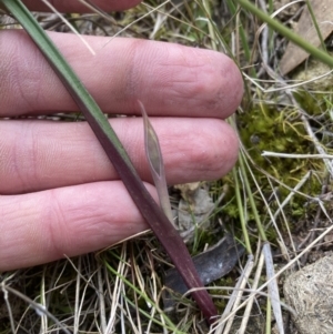 Thelymitra sp. at Fadden, ACT - 13 Sep 2021