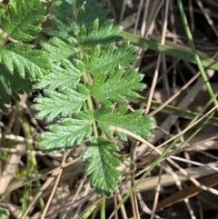 Acaena (genus) at Bruce, ACT - 8 Sep 2021