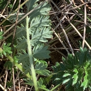 Acaena sp. at Bruce, ACT - 8 Sep 2021