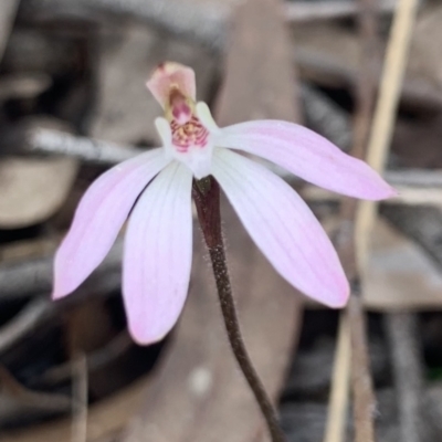 Caladenia fuscata (Dusky Fingers) at O'Connor, ACT - 13 Sep 2021 by KazzaC