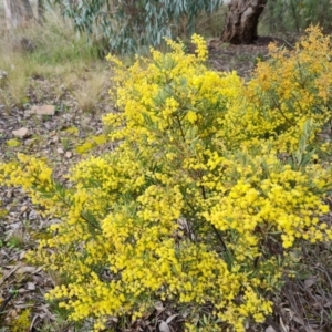 Acacia pycnantha at Farrer, ACT - 13 Sep 2021 03:32 PM