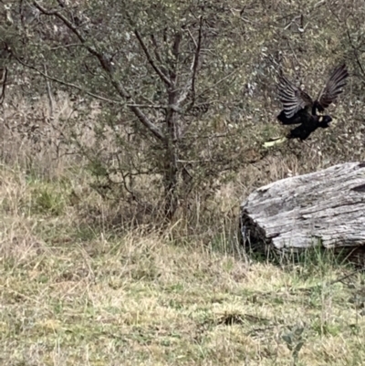 Zanda funerea (Yellow-tailed Black-Cockatoo) at O'Connor, ACT - 27 Aug 2021 by KazzaC