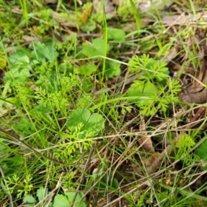 Daucus glochidiatus at Isaacs, ACT - 13 Sep 2021 03:43 PM