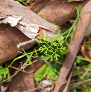 Daucus glochidiatus at Isaacs, ACT - 13 Sep 2021 03:43 PM