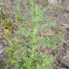 Senecio bathurstianus (Rough Fireweed) at Isaacs, ACT - 13 Sep 2021 by Mike